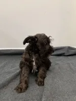 miniature Schnauzer , a male Miniature Schnauzer for sale in Orlando, FL – 2 of 5