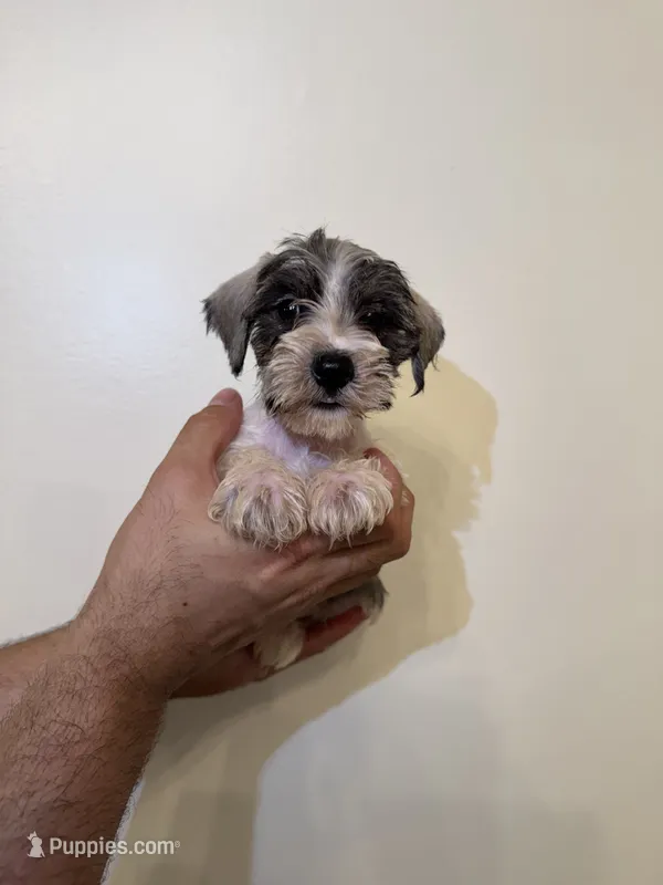Miniature Schnauzer  – Miniature Schnauzer puppy for sale in Orlando, FL