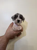 Miniature Schnauzer , a female Miniature Schnauzer for sale in Orlando, FL – 1 of 5
