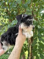 Schnauzer 1, a female Miniature Schnauzer for sale in Orlando, FL – 3 of 7
