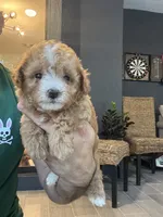Maltipoo , a female Maltipoo for sale in Orlando, FL – 3 of 10