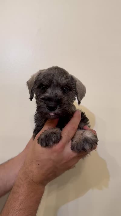 Miniature Schnauzer , a female Miniature Schnauzer for sale in Orlando, FL – 7 of 7