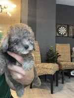 Poodle , a male Poodle - Toy  for sale in Orlando, FL – 4 of 10