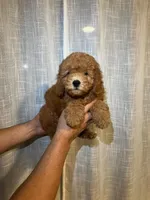Cavapoo, a male Cavapoo for sale in Orlando, FL – 4 of 4