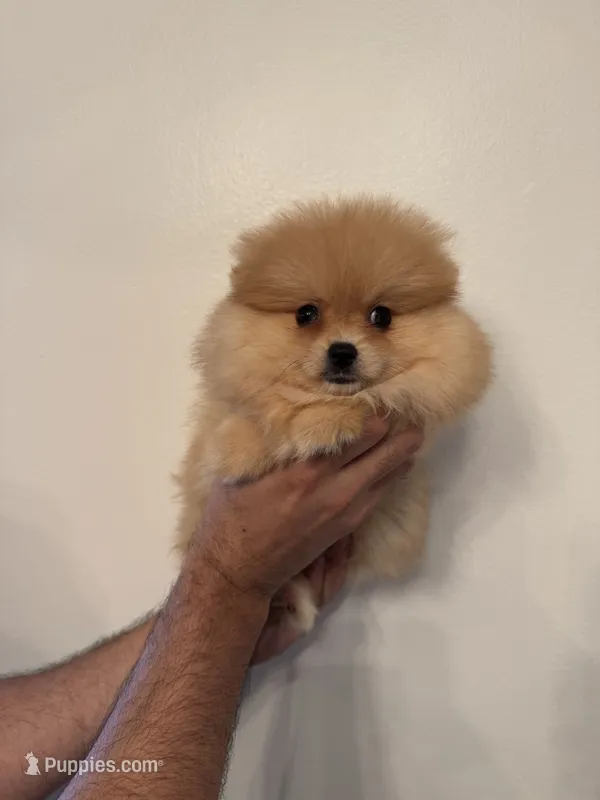 Pomeranian  – Pomeranian puppy for sale in Orlando, FL