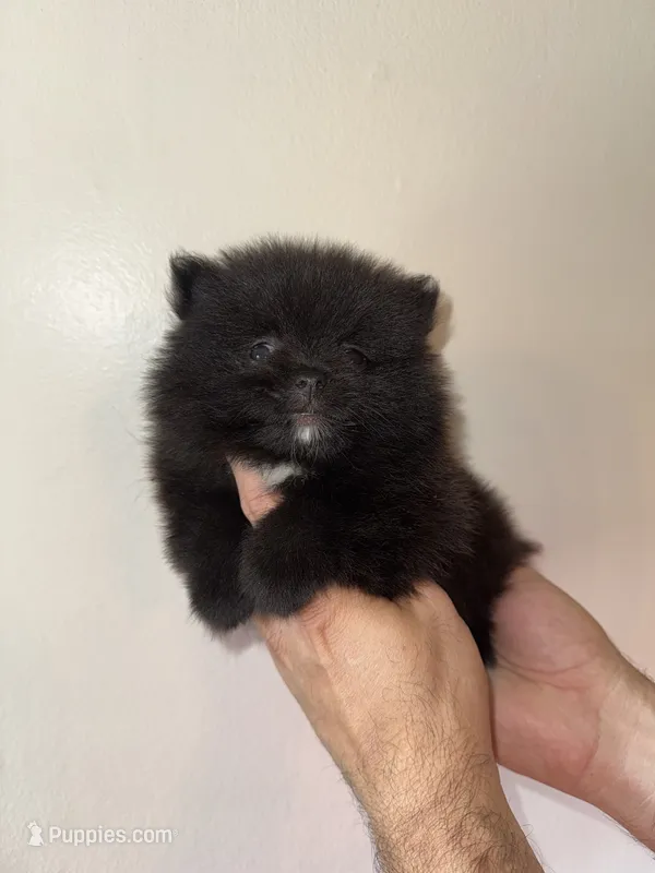 Pomeranian  – Pomeranian puppy for sale in Orlando, FL