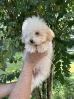 Poodle 1, a male Poodle - Toy  for sale in Orlando, FL – 5 of 8