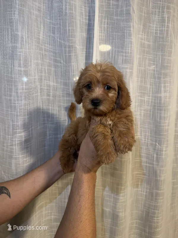 Cockapoo – Cockapoo puppy for sale in Orlando, FL