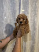 Cockapoo, a male Cockapoo for sale in Orlando, FL – 1 of 6