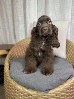 América Cocker Spaniel (Rudy), a female Cocker Spaniel for sale in Orlando, FL – 6 of 10