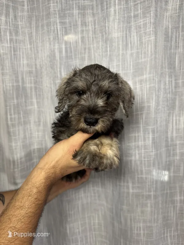 Miniature Schnauzer  – Miniature Schnauzer puppy for sale in Orlando, FL