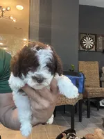 Toy Poodle , a male Poodle - Toy  for sale in Orlando, FL – 5 of 6