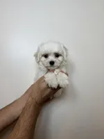 Maltese, a male Maltese for sale in Orlando, FL – 3 of 5