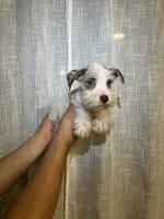 Miniature Schnauzer , a female Miniature Schnauzer for sale in Orlando, FL – 3 of 5
