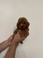 Toy Poodle red 2, a male Poodle - Toy  for sale in Orlando, FL – 3 of 6