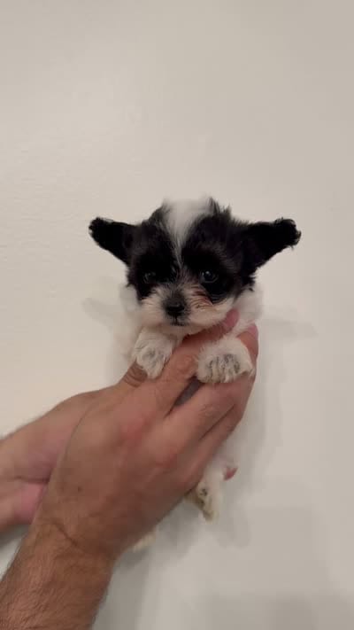 Maltipoo 3 teacup , a male Maltipoo for sale in Orlando, FL – 7 of 7