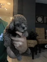 Poodle , a male Poodle - Toy  for sale in Orlando, FL – 6 of 10