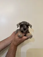 Miniature Schnauzer , a female Miniature Schnauzer for sale in Orlando, FL – 5 of 6