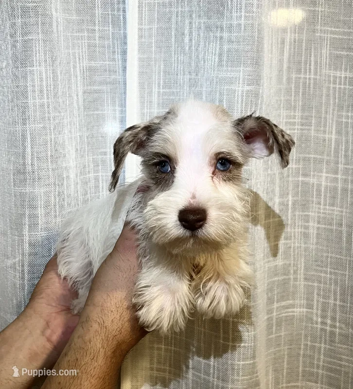 Miniature Schnauzer  – Miniature Schnauzer puppy for sale in Orlando, FL