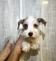 Miniature Schnauzer , a female Miniature Schnauzer for sale in Orlando, FL – 1 of 5