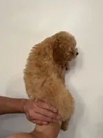 Cavapoo, a male Cavapoo for sale in Orlando, FL – 3 of 6