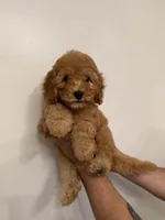 Cockapoo , a female Cockapoo for sale in Orlando, FL – 2 of 5