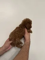Toy Poodle red 2, a male Poodle - Toy  for sale in Orlando, FL – 4 of 6