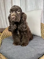 América Cocker Spaniel (Rudy), a female Cocker Spaniel for sale in Orlando, FL – 4 of 10