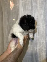 Toy Poodle , a male Poodle - Toy  for sale in Orlando, FL – 3 of 6