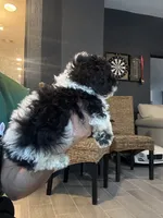 Taco , a male Poodle - Toy  for sale in Orlando, FL – 2 of 10