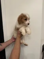 Cavapoo, a male Cavapoo for sale in Orlando, FL – 2 of 7