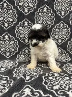 Toy Poodle , a female Poodle - Toy  for sale in Orlando, FL – 6 of 7