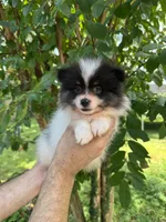 Pomeranian , a male Pomeranian for sale in Orlando, FL – 3 of 7