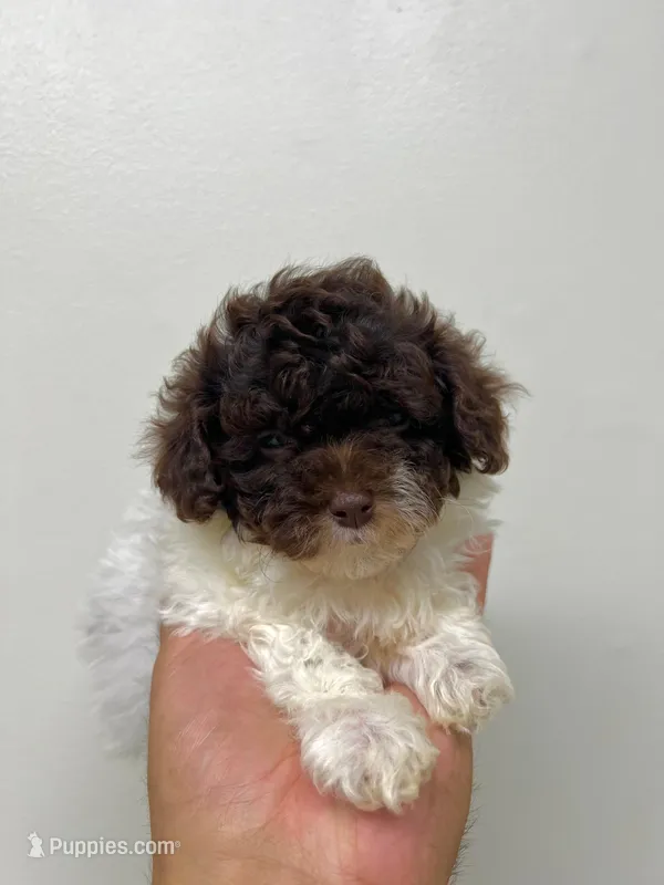 Teacup Poodle  – Poodle - Toy  puppy on hold in Orlando, FL