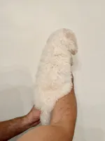 Bichon , a male Bichon Frise for sale in Orlando, FL – 5 of 6
