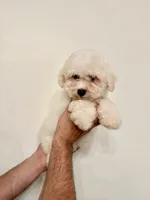 Bichon , a male Bichon Frise for sale in Orlando, FL – 3 of 6