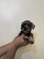 Miniature Schnauzer , a female Miniature Schnauzer for sale in Orlando, FL – 2 of 8