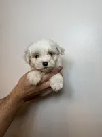 Maltes, a male Maltese for sale in Orlando, FL – 1 of 4