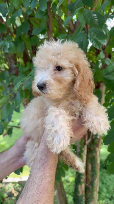 Poodle 4 , a male Poodle - Miniature  for sale in Orlando, FL – 5 of 5
