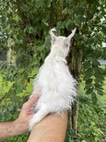 West Highland , a female West Highland White Terrier for sale in Orlando, FL – 3 of 5