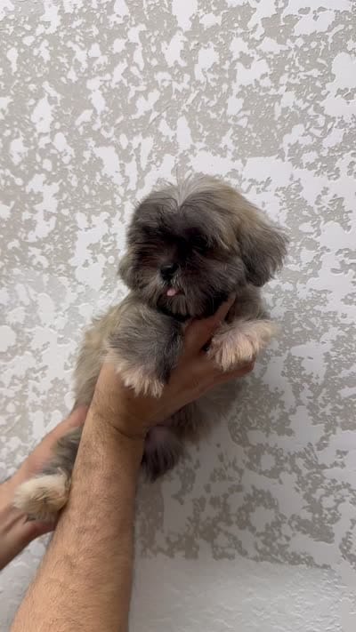 Shorkie 1 , a male Shorkie for sale in Orlando, FL – 6 of 6
