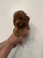 Toy Poodle red 2, a male Poodle - Toy  for sale in Orlando, FL – 2 of 6