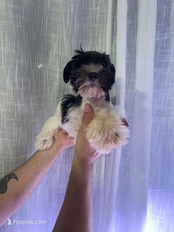 Miniature Schnauzer  – Miniature Schnauzer puppy for sale in Orlando, FL