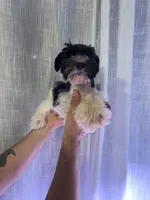 Miniature Schnauzer , a female Miniature Schnauzer for sale in Orlando, FL – 1 of 5