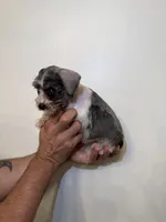Miniature Schnauzer , a female Miniature Schnauzer for sale in Orlando, FL – 4 of 5