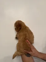 Cockapoo , a female Cockapoo for sale in Orlando, FL – 3 of 5