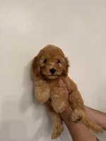 Cockapoo , a female Cockapoo for sale in Orlando, FL – 4 of 5