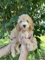 Poodle 5, a male Poodle - Toy  for sale in Orlando, FL – 4 of 6