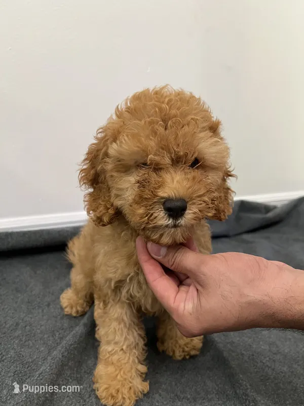 Cockapoo  – Cockapoo puppy for sale in Orlando, FL
