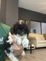 Taco , a male Poodle - Toy  for sale in Orlando, FL – 8 of 10